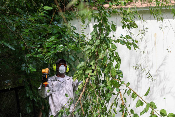 Trusted Centreville, IL Tree Removal Experts